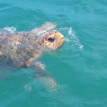 PIER 68 BOAT RENTAL - Updated August 2024 - 27 Reviews - 68200 Overseas