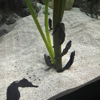 Loggerhead Marinelife Center - Community Service/Non-Profit Near Me - Juno Beach, Florida