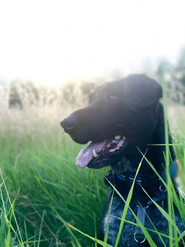 two blondes all breeds rescue