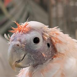 Got Birds - Samantha growing her feathers