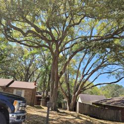 Economy Tree Service - Tree trimming