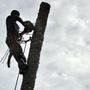Photo of TOTAL Tree Experts