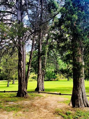 Mississippi Petrified Forest by null