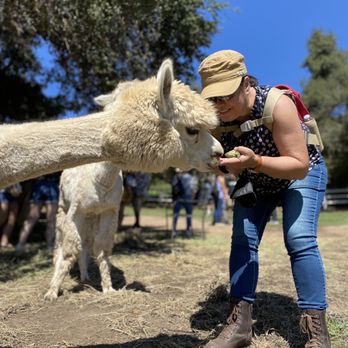 Canzelle Alpacas - Farms Near Me - Carpinteria, California Canzelle Alpacas - Farms Near Me - Carpinteria, California