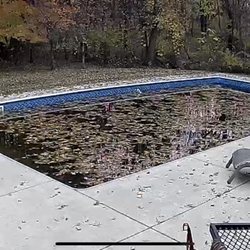 Singin’Sands - Photo of the condition of our pool, the leaves on the pool are within the past week or so but as you can see the pool is green.