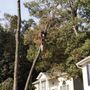 Photo of Better Views Tree and Landscaping