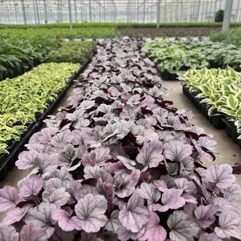 Leaf Landscape Supply - Heuchera sp. - Nurseries & Gardening Near Me - Austin, Texas Leaf Landscape Supply - Heuchera sp. - Nurseries & Gardening Near Me - Austin, Texas