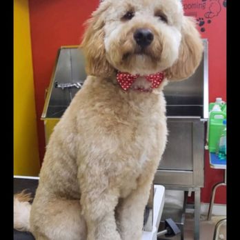 Mrs Bubbles Mobile Spa - Pet Groomers Near Me - Welland, Ontario Mrs Bubbles Mobile Spa - Pet Groomers Near Me - Welland, Ontario