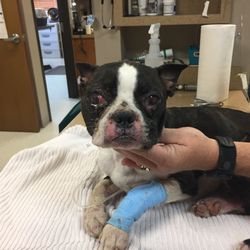 Country Cottage Pet Resort