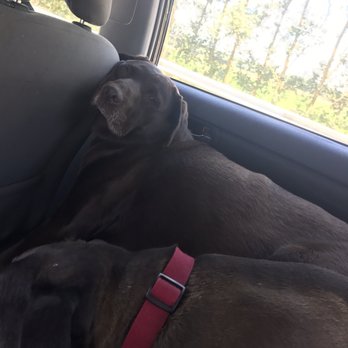 K9 Logic Dog Training - My pup after training she didn't want to get out of the car - Pet Training Near Me - Glendale, California K9 Logic Dog Training - My pup after training she didn't want to get out of the car - Pet Training Near Me - Glendale, California