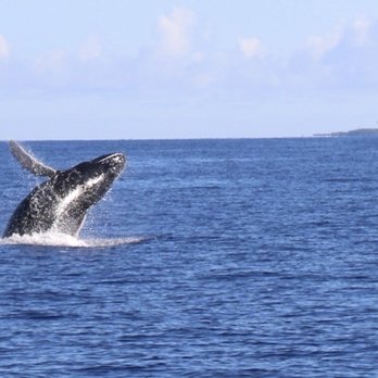 Sea Maui - Whale watching. Definitely better pictures with the Cannon - Boat Charters Near Me - Lahaina, Hawaii Sea Maui - Whale watching. Definitely better pictures with the Cannon - Boat Charters Near Me - Lahaina, Hawaii