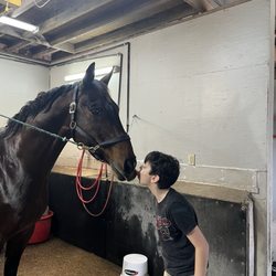 Tavia Equine Center - Charlton NPF after his bath getting treats