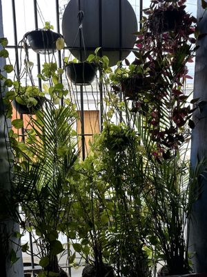 Oaxaca Brewing Co. by null