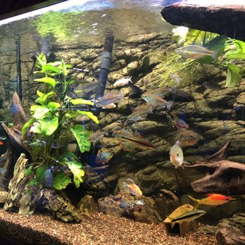 Preuss Pets - Aquarium Services Near Me - Lansing, Michigan