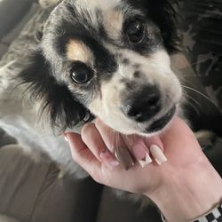 Rockstar Nails & Spa - Fun design..don't mind the dog