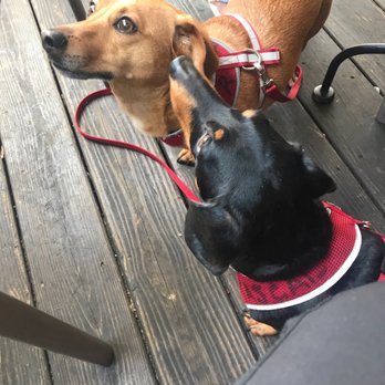 Come Back Shack - They even allow four legged customers - Burgers Near Me - Boone, North Carolina Come Back Shack - They even allow four legged customers - Burgers Near Me - Boone, North Carolina