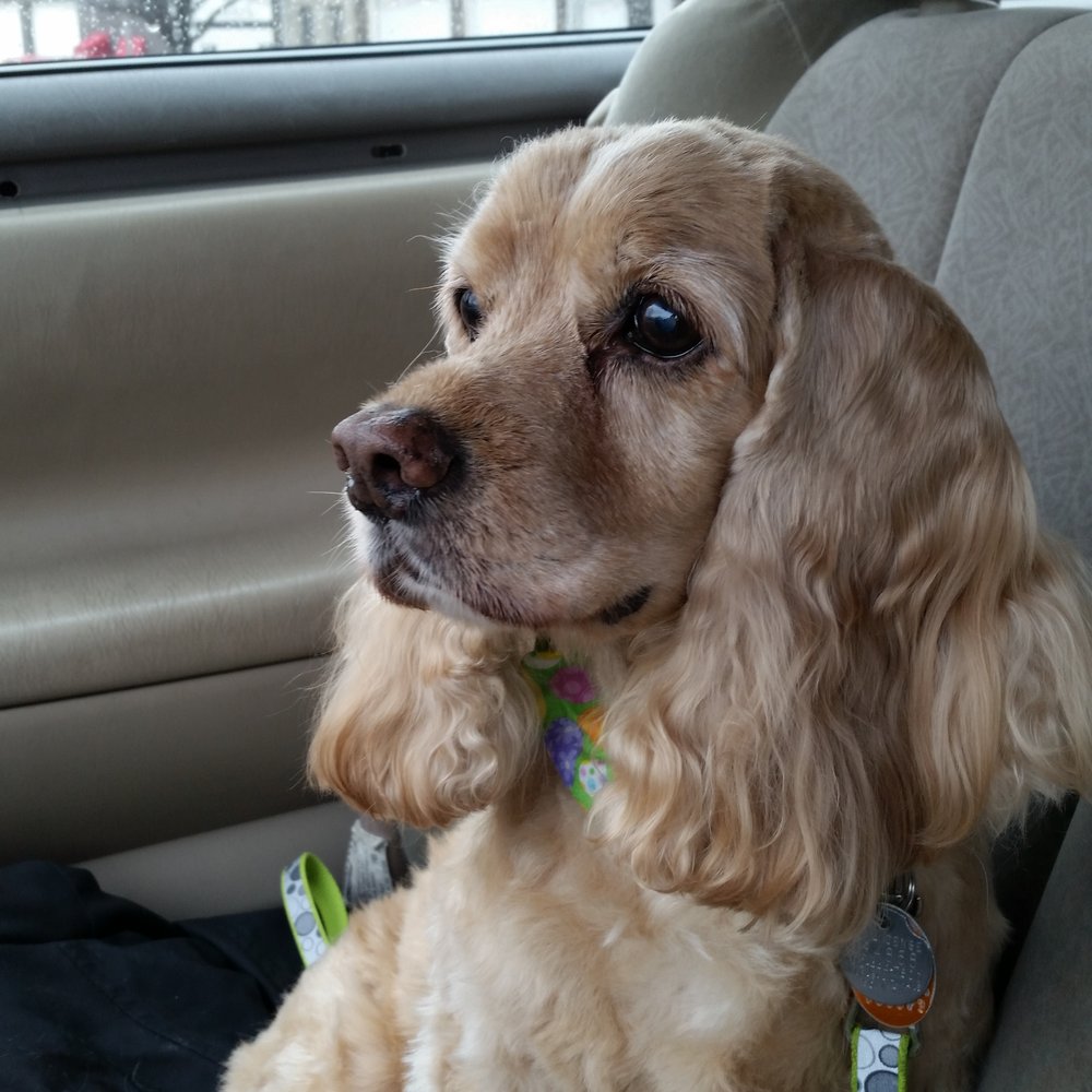 Park Your Pawz - My beautiful girl after her bath and trim by Andiem - Pet Sitting Near Me - La Vista, Nebraska Park Your Pawz - My beautiful girl after her bath and trim by Andiem - Pet Sitting Near Me - La Vista, Nebraska