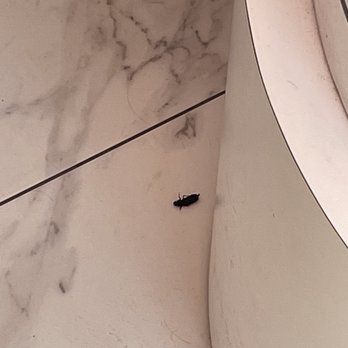 Hello Kitty Cafe - Dead bug next to hk statue - Cafes Near Me - Irvine, California Hello Kitty Cafe - Dead bug next to hk statue - Cafes Near Me - Irvine, California