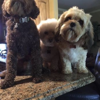Paw Paws - Our fur babies! - Pet Boarding Near Me - Van Buren, Arkansas
