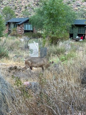 Phantom Ranch by null