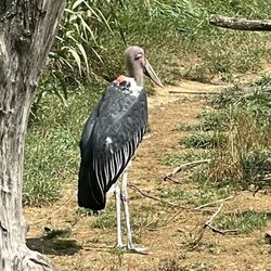 Parc des Oiseaux