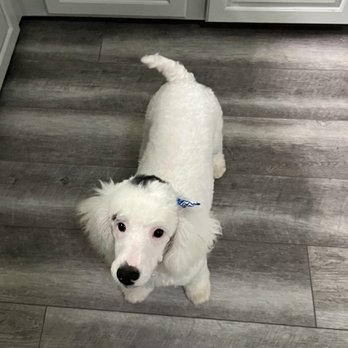Classie Canines - Lulu! - Pet Groomers Near Me - South Easton, Massachusetts