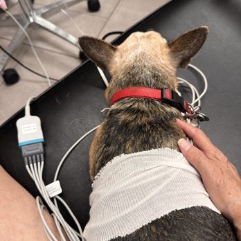 Veterinary Emergency Group - EKG monitor for intensive care unit - Emergency Pet Hospital Near Me - Tucson, Arizona Veterinary Emergency Group - EKG monitor for intensive care unit - Emergency Pet Hospital Near Me - Tucson, Arizona