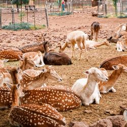 Grand Canyon Deer Farm - Deer Farm