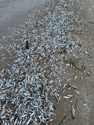 Sandbanks Provincial Park by null