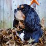 Photo of Faithful Friends Pet Memory Center