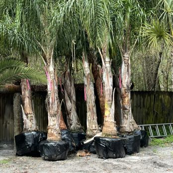 Big Daddy’s Palm Trees - A variety of palm trees for sale at my palm Farm - Landscaping Near Me