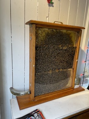 Beverly Bees by null