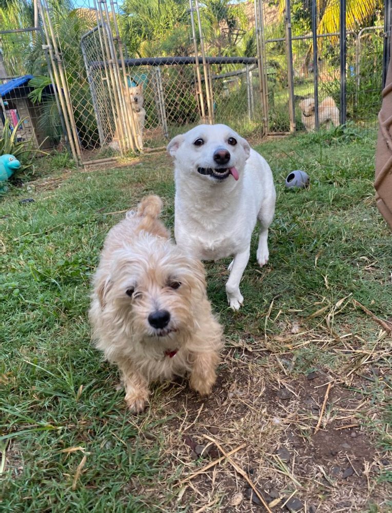 LOVE THEM AND LEAVE THEM PET SITTING SERVICE HAWAII Updated October