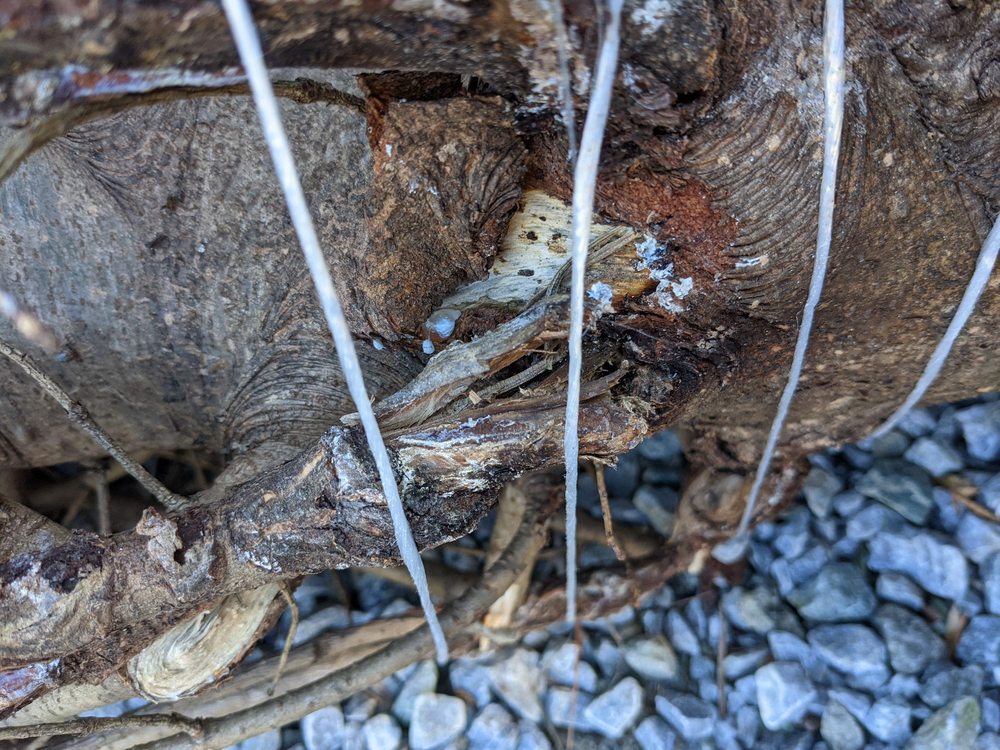 CLARK’S CHRISTMAS TREE FARM Updated October 2024 13 Photos & 14