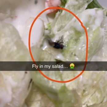 Perkins American Food - Fly in my salad. - Bakeries Near Me - Rapid City, South Dakota Perkins American Food - Fly in my salad. - Bakeries Near Me - Rapid City, South Dakota