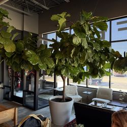 FLUID Coffee Roasters - This tree tho
