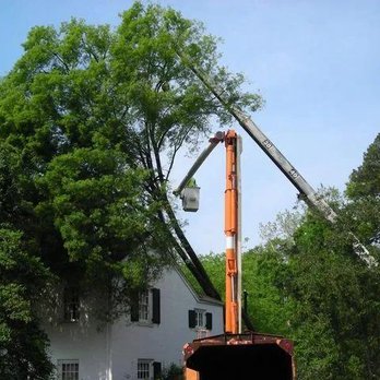 Affordable Tree Removals - Tree Services Near Me - Lexington, North Carolina Affordable Tree Removals - Tree Services Near Me - Lexington, North Carolina