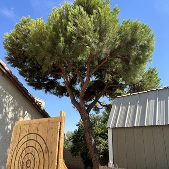 Aztreeguys - Trimmed pine tree - Tree Services Near Me Aztreeguys - Trimmed pine tree - Tree Services Near Me