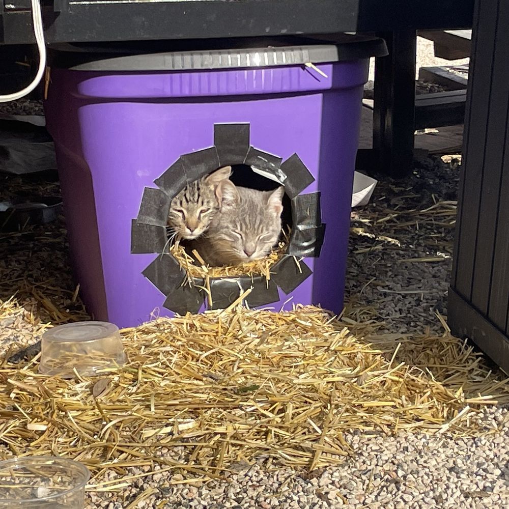 Drinks Backyard - These are cats - Lounges Near Me - Austin, Texas