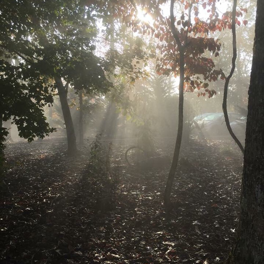 Just outside the cabin as the morning sun was cutting through the trees and fog. Just outside the cabin as the morning sun was cutting through the trees and fog.