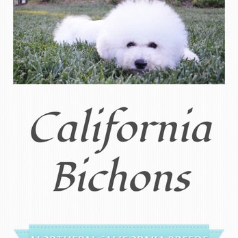 California Bichons - Pet Breeders Near Me
