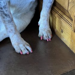 Paws Zen Pose Cuttery