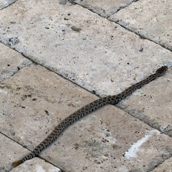 OC Snake Removal