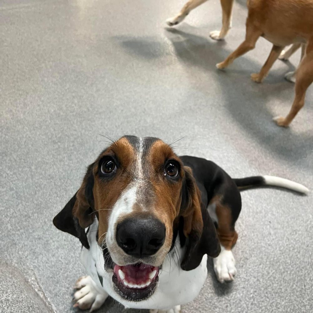 Doggy Office - Pet Sitting Near Me - Butler, Wisconsin