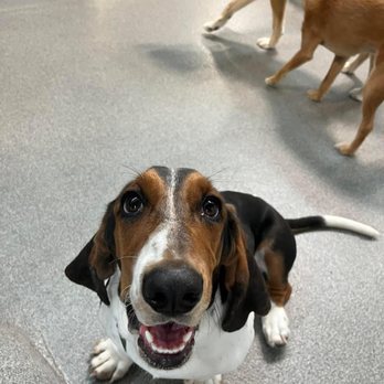 Doggy Office - Pet Sitting Near Me - Butler, Wisconsin Doggy Office - Pet Sitting Near Me - Butler, Wisconsin
