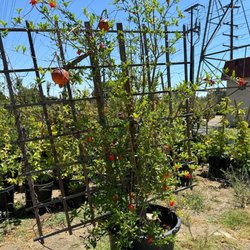 Pomegranate tree