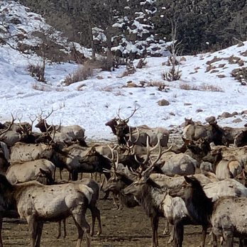 Elk Feeding Station - Ranches Near Me - Naches, Washington Elk Feeding Station - Ranches Near Me - Naches, Washington