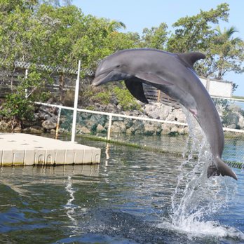 Dolphins Plus - Aquariums Near Me - Key Largo, Florida
