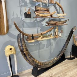 Caribou Creek - Tusks from a variety of animals- including large mammoth tusks!