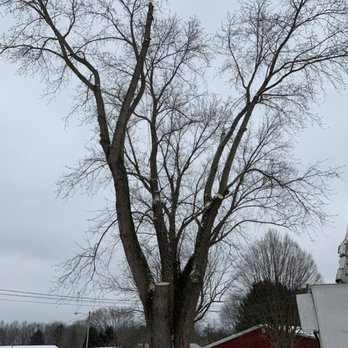 Right Cut Tree Service - Here it is - Tree Services Near Me - Wadsworth, Ohio